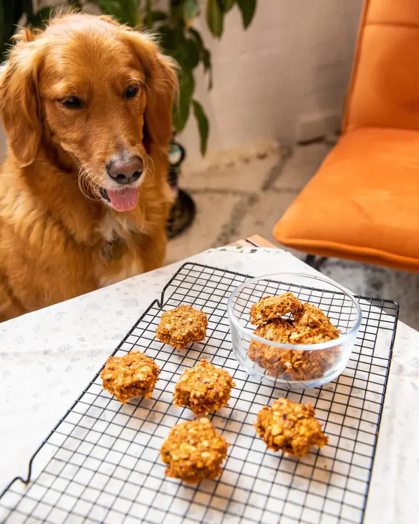Pulpy Dog Treats – Kuvings Cambodia